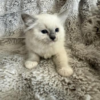 chaton Ragdoll blue point mitted Rouge Les Ragdolls de la Croisette