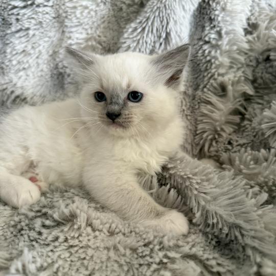 chaton Ragdoll blue point mitted Rouge Les Ragdolls de la Croisette