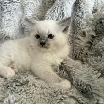 chaton Ragdoll blue point mitted Rouge Les Ragdolls de la Croisette