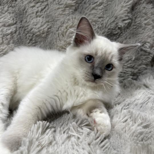 Berlioz De La Croisette Mâle Ragdoll