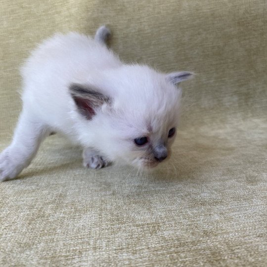 chaton Ragdoll blue point Rouge Les Ragdolls de la Croisette