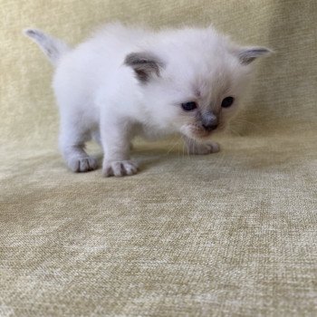 chaton Ragdoll blue point Rouge Les Ragdolls de la Croisette