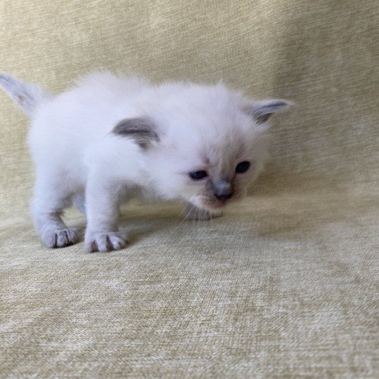 chaton Ragdoll blue point Rouge Les Ragdolls de la Croisette