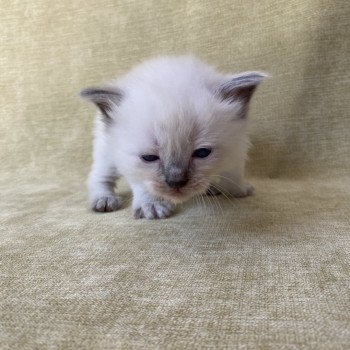 chaton Ragdoll blue point Rouge Les Ragdolls de la Croisette