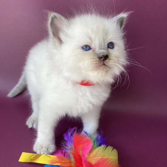 chaton Ragdoll blue point Sir Sherlock Les Ragdolls de la Croisette