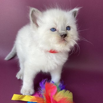 chaton Ragdoll blue point Sir Sherlock Les Ragdolls de la Croisette