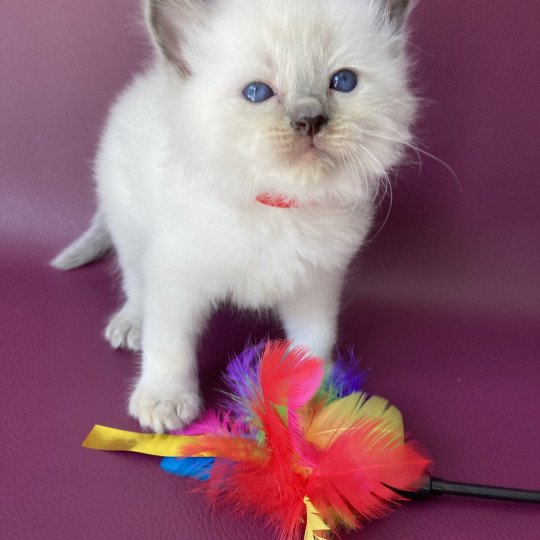 chaton Ragdoll blue point Sir Sherlock Les Ragdolls de la Croisette