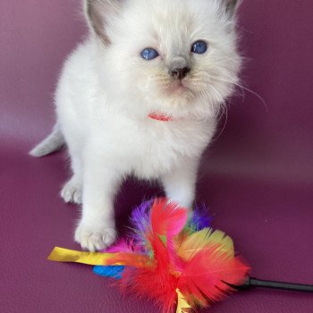 chaton Ragdoll blue point Sir Sherlock Les Ragdolls de la Croisette chaton Ragdoll blue point Sir Sherlock Les Ragdolls de la Croisette