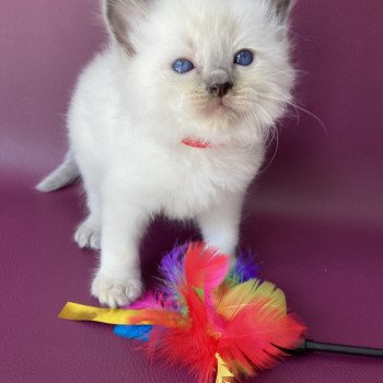 chaton Ragdoll blue point Sir Sherlock Les Ragdolls de la Croisette