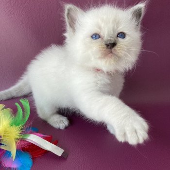 chaton Ragdoll blue point Sir Sherlock Les Ragdolls de la Croisette