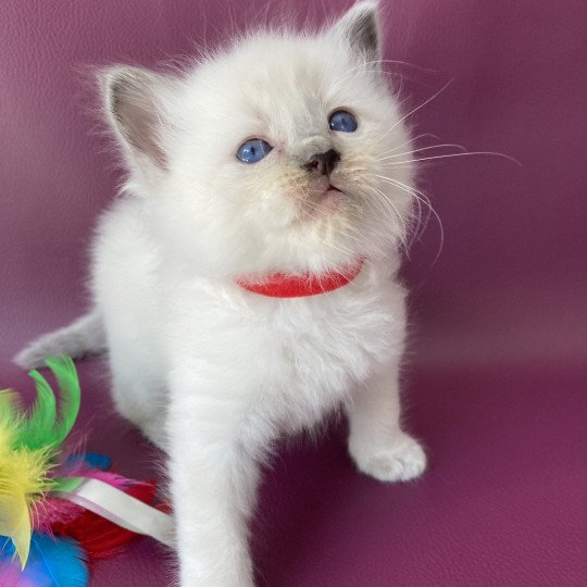 chaton Ragdoll blue point Sir Sherlock Les Ragdolls de la Croisette