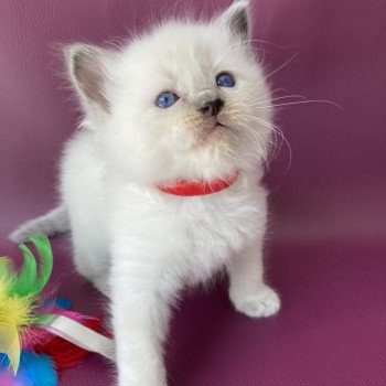 chaton Ragdoll blue point Sir Sherlock Les Ragdolls de la Croisette