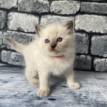 chaton Ragdoll blue point Sir Sherlock Les Ragdolls de la Croisette