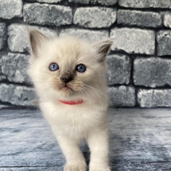 chaton Ragdoll blue point Sir Sherlock Les Ragdolls de la Croisette