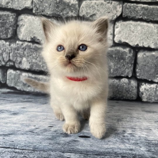 chaton Ragdoll blue point Sir Sherlock Les Ragdolls de la Croisette