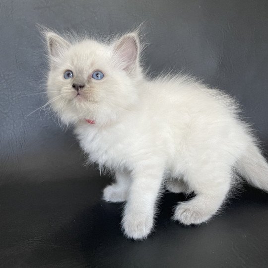 chaton Ragdoll blue point Sir Sherlock Les Ragdolls de la Croisette