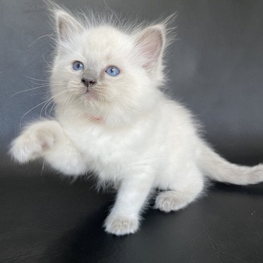 chaton Ragdoll blue point Sir Sherlock Les Ragdolls de la Croisette