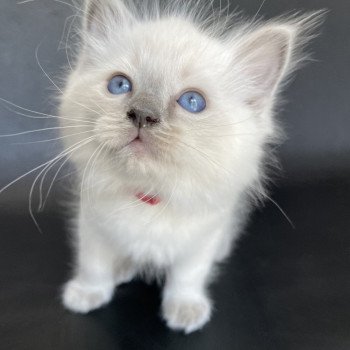 chaton Ragdoll blue point Sir Sherlock Les Ragdolls de la Croisette