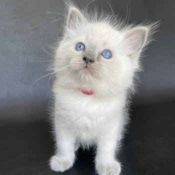 chaton Ragdoll blue point Sir Sherlock Les Ragdolls de la Croisette