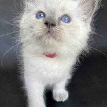 chaton Ragdoll blue point Sir Sherlock Les Ragdolls de la Croisette