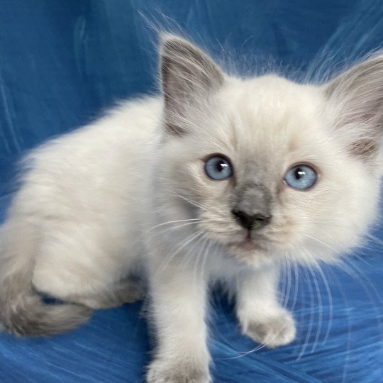 chaton Ragdoll blue point Sir Sherlock Les Ragdolls de la Croisette