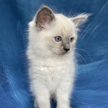 chaton Ragdoll blue point Sir Sherlock Les Ragdolls de la Croisette