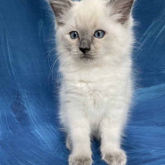 chaton Ragdoll blue point Sir Sherlock Les Ragdolls de la Croisette