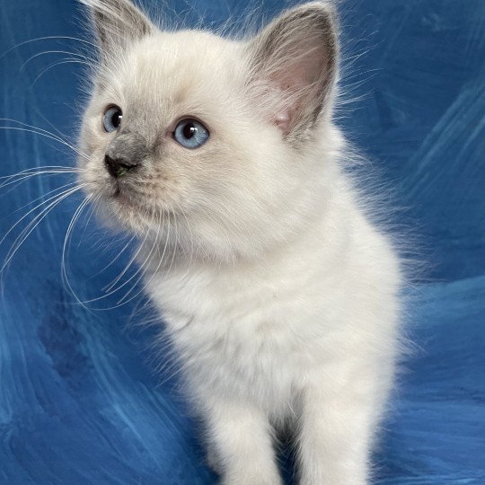 chaton Ragdoll blue point Sir Sherlock Les Ragdolls de la Croisette