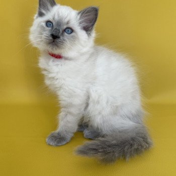 chaton Ragdoll blue point Sir Sherlock Les Ragdolls de la Croisette