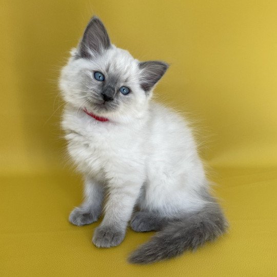 chaton Ragdoll blue point Sir Sherlock Les Ragdolls de la Croisette