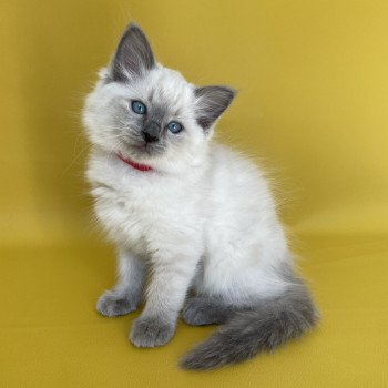 chaton Ragdoll blue point Sir Sherlock Les Ragdolls de la Croisette chaton Ragdoll blue point Sir Sherlock Les Ragdolls de la Croisette
