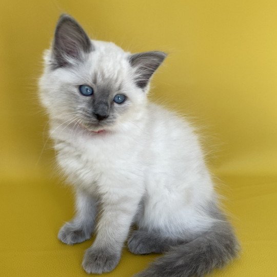 chaton Ragdoll blue point Sir Sherlock Les Ragdolls de la Croisette