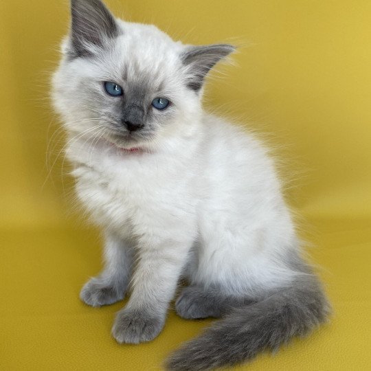 chaton Ragdoll blue point Sir Sherlock Les Ragdolls de la Croisette