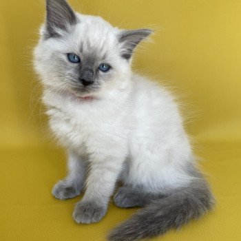 chaton Ragdoll blue point Sir Sherlock Les Ragdolls de la Croisette chaton Ragdoll blue point Sir Sherlock Les Ragdolls de la Croisette
