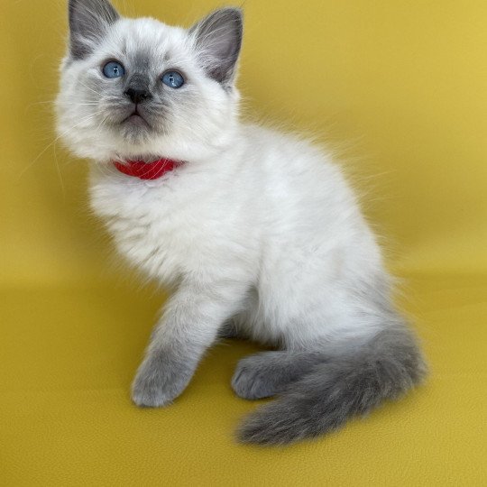 chaton Ragdoll blue point Sir Sherlock Les Ragdolls de la Croisette