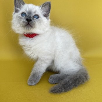 chaton Ragdoll blue point Sir Sherlock Les Ragdolls de la Croisette