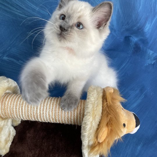 chaton Ragdoll blue point Sir Sherlock Les Ragdolls de la Croisette