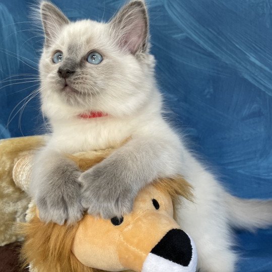 chaton Ragdoll blue point Sir Sherlock Les Ragdolls de la Croisette