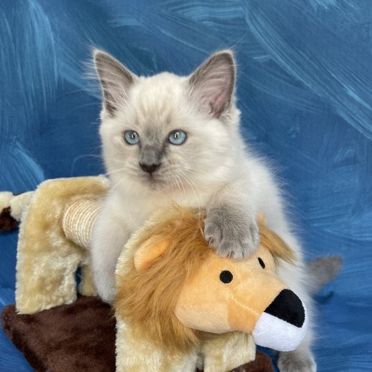 chaton Ragdoll blue point Sir Sherlock Les Ragdolls de la Croisette