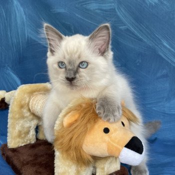 chaton Ragdoll blue point Sir Sherlock Les Ragdolls de la Croisette