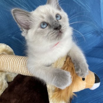 chaton Ragdoll blue point Sir Sherlock Les Ragdolls de la Croisette