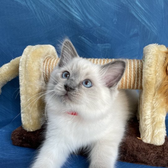 chaton Ragdoll blue point Sir Sherlock Les Ragdolls de la Croisette