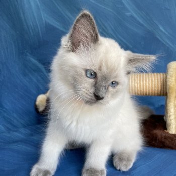 chaton Ragdoll blue point Sir Sherlock Les Ragdolls de la Croisette