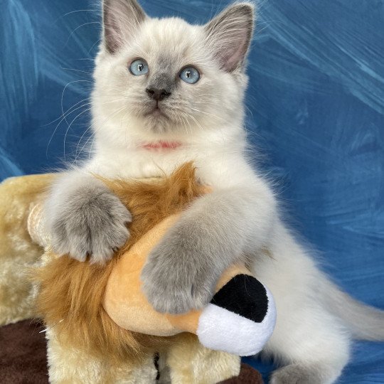 chaton Ragdoll blue point Sir Sherlock Les Ragdolls de la Croisette