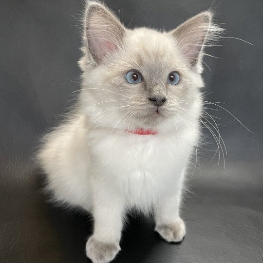 chaton Ragdoll blue point Sir Sherlock Les Ragdolls de la Croisette