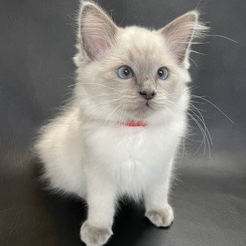 chaton Ragdoll blue point Sir Sherlock Les Ragdolls de la Croisette