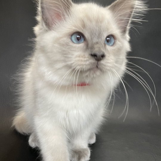 chaton Ragdoll blue point Sir Sherlock Les Ragdolls de la Croisette