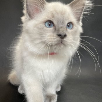 chaton Ragdoll blue point Sir Sherlock Les Ragdolls de la Croisette