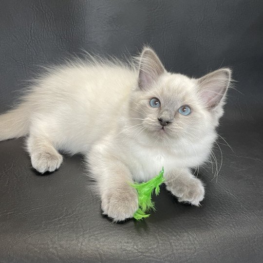 chaton Ragdoll blue point Sir Sherlock Les Ragdolls de la Croisette