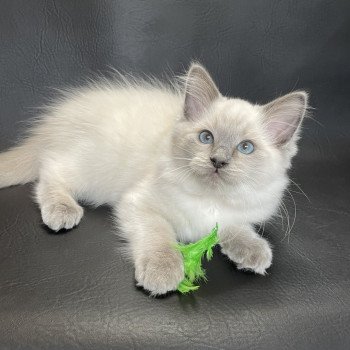 chaton Ragdoll blue point Sir Sherlock Les Ragdolls de la Croisette chaton Ragdoll blue point Sir Sherlock Les Ragdolls de la Croisette
